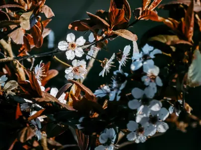 Kineko Casino Mobil App